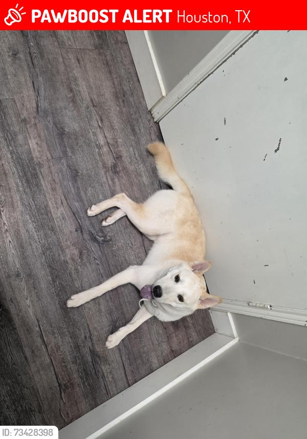 Lost Male Dog last seen Ponderosa walking park, Houston, TX 77090