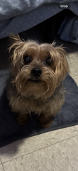 Lost Male Dog last seen 57th St and Washtenaw Ave, Chicago, IL 60629