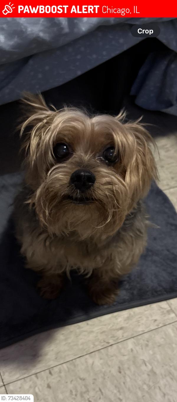 Lost Male Dog last seen 57th St and Washtenaw Ave, Chicago, IL 60629