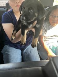 Lost Male Dog last seen Tomasita ST NE & Hannet AVE NE, Albuquerque, NM 87112