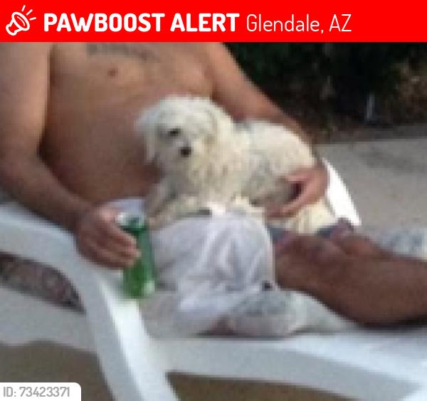 Lost Female Dog last seen Near ASU west 51 ave Rosewood Dr Glendale, Arizona, Glendale, AZ 85304