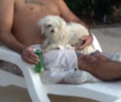 Lost Female Dog last seen Near ASU west 51 ave Rosewood Dr Glendale, Arizona, Glendale, AZ 85304
