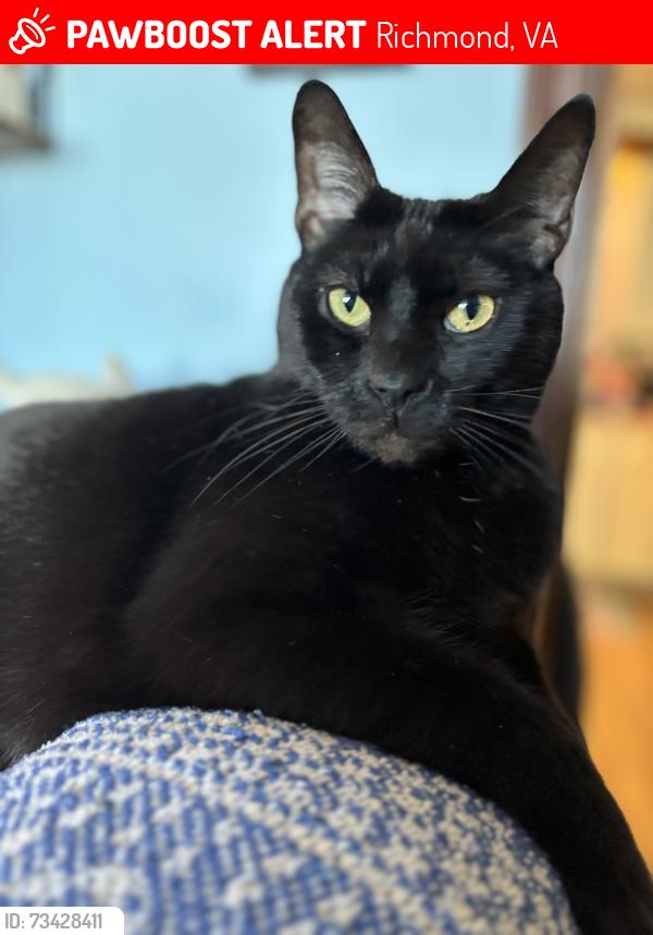 Lost Male Cat last seen Stonybrook dr Richmond Va, Richmond, VA 23225