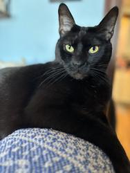 Lost Male Cat last seen Stonybrook dr Richmond Va, Richmond, VA 23225