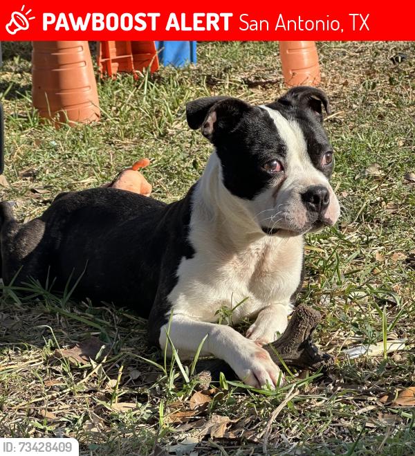 Lost Male Dog last seen Paschall Elementary, San Antonio, TX 78244