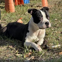 Lost Male Dog last seen Paschall Elementary, San Antonio, TX 78244