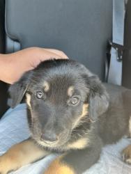 Lost Female Dog last seen Tomasita ST NE / Hannett AVE NE, Albuquerque, NM 87112