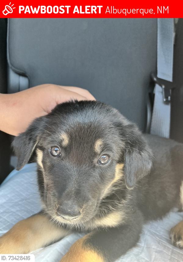 Lost Female Dog last seen Tomasita ST NE / Hannett AVE NE, Albuquerque, NM 87112