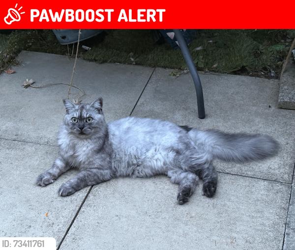 Lost Male Cat last seen Christ college Finchley, Greater London, England N2 0SE
