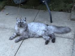 Lost Male Cat last seen Christ college Finchley, Greater London, England N2 0SE
