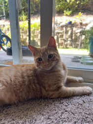 Reunited Male Cat last seen N midway & E valley parkway, Escondido, CA 92027