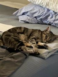 Lost Male Cat last seen Narbonne Ave. and 255th, Lomita, CA 90717