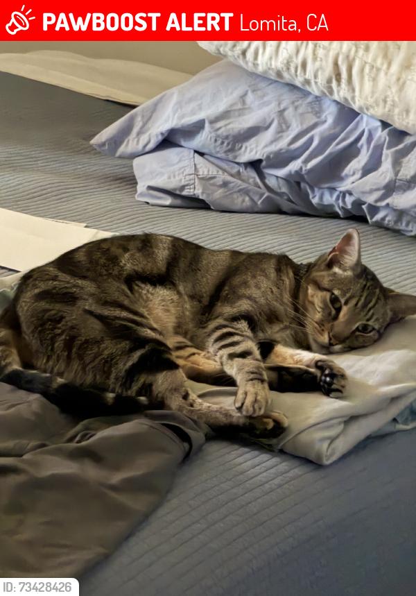 Lost Male Cat last seen Narbonne Ave. and 255th, Lomita, CA 90717