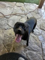 Found/Stray Male Dog last seen Whitten & Ponderosa, Chandler, AZ 85226