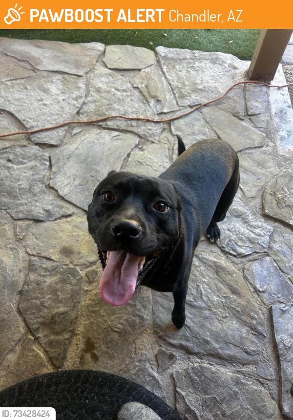 Found/Stray Male Dog last seen Whitten & Ponderosa, Chandler, AZ 85226