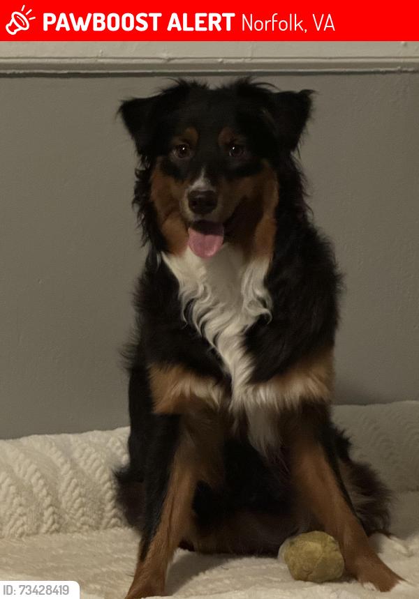 Lost Female Dog last seen Tidewater dr. , east bayview blvd. Intersection, Norfolk, VA 23503