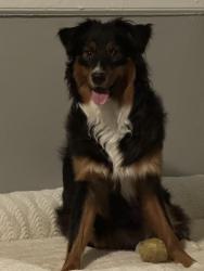 Lost Female Dog last seen Tidewater dr. , east bayview blvd. Intersection, Norfolk, VA 23503
