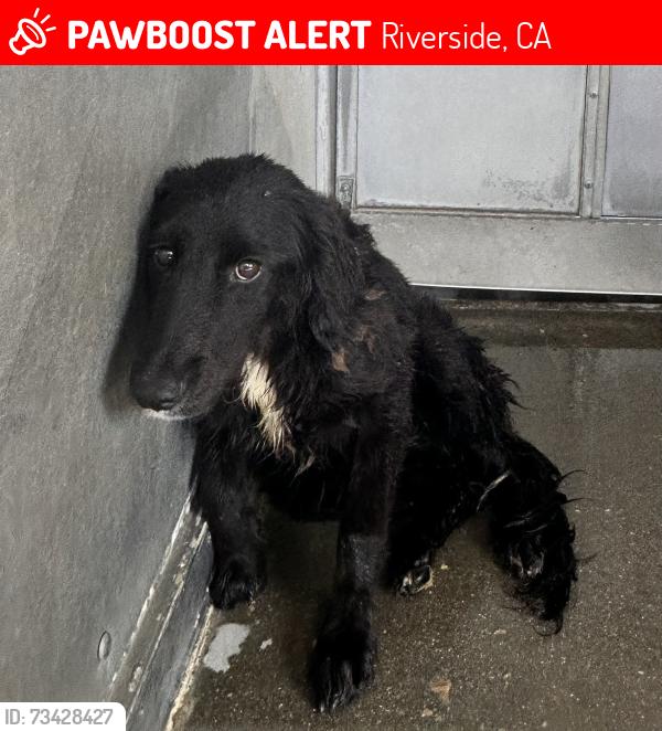 Lost Female Dog last seen Near Harwood Court, Jurupa Valley, Riverside, CA 92509