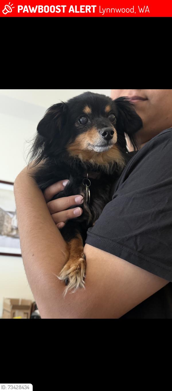 Lost Female Dog last seen Brier, Lynnwood, WA 98036