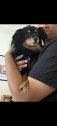 Lost Female Dog last seen Brier, Lynnwood, WA 98036