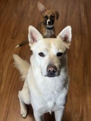 Reunited Male Dog last seen McGowan and Austin st, Houston, TX 77004