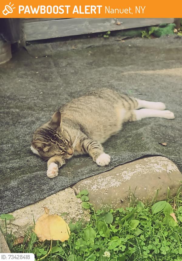 Found/Stray Female Cat last seen Lawrence Street, Nanuet, NY 10954