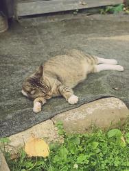 Found/Stray Female Cat last seen Lawrence Street, Nanuet, NY 10954