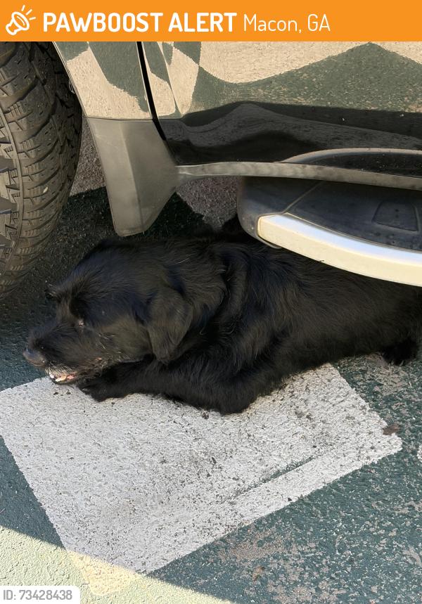 Found/Stray Male Dog last seen Eisenhower pkway, Macon, GA 31206