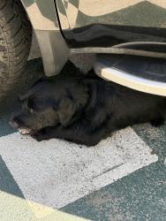 Found/Stray Male Dog last seen Eisenhower pkway, Macon, GA 31206