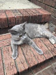 Found/Stray Unknown Cat last seen Cross Creek Cove apmts, Fayetteville, NC 28314