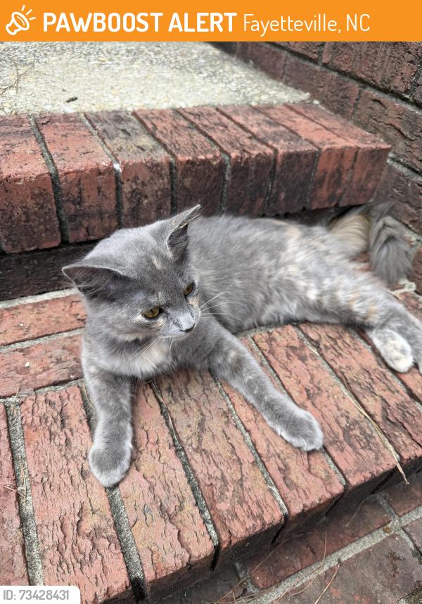 Found/Stray Unknown Cat last seen Cross Creek Cove apmts, Fayetteville, NC 28314