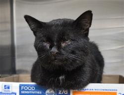 Shelter Stray Male Cat last seen Near BLOCK E MORTON PL, HEMET, CA, 581 S Grand Ave, San Jacinto, CA 92582, USA