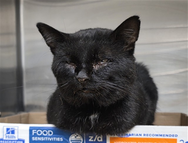 Shelter Stray Male Cat last seen Near BLOCK E MORTON PL, HEMET, CA, 581 S Grand Ave, San Jacinto, CA 92582, USA