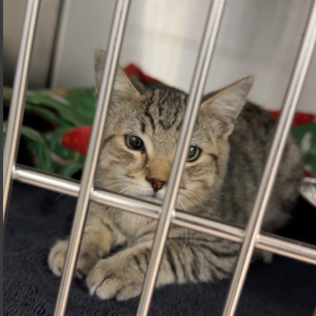 Shelter Stray Male Cat last seen , 14409 Vanowen St, Van Nuys, CA 91405, USA