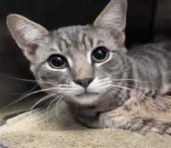 Shelter Stray Male Cat last seen Near BLOCK HARRY KEITH DR, MORENO VALLEY CA 92555, 581 S Grand Ave, San Jacinto, CA 92582, USA