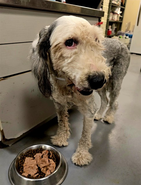 Shelter Stray Female Dog last seen Near BLOCK E 3RD ST, SAN JACINTO CA 92583, 581 S Grand Ave, San Jacinto, CA 92582, USA