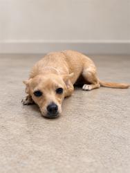 Shelter Stray Female Dog last seen , 38550 Sierra Hwy, Palmdale, CA 93550, USA