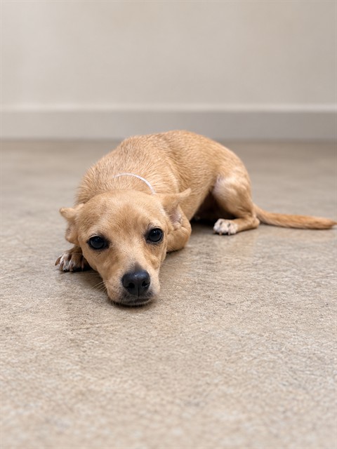 Shelter Stray Female Dog last seen , 38550 Sierra Hwy, Palmdale, CA 93550, USA