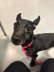 Shelter Stray Female Dog last seen Near BLOCK CORNELL ST, HEMET CA 92544, 581 S Grand Ave, San Jacinto, CA 92582, USA