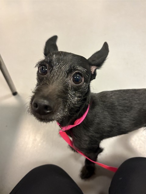 Shelter Stray Female Dog last seen Near BLOCK CORNELL ST, HEMET CA 92544, 581 S Grand Ave, San Jacinto, CA 92582, USA