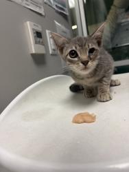 Shelter Stray Male Cat last seen Near BLOCK MERCED WAY HEMET CA 92545, 581 S Grand Ave, San Jacinto, CA 92582, USA
