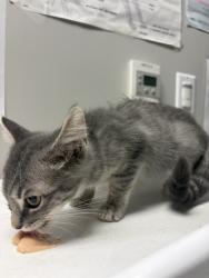 Shelter Stray Female Cat last seen Near BLOCK MERCED WAY HEMET CA 92545, 581 S Grand Ave, San Jacinto, CA 92582, USA