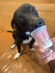 Reunited Female Dog last seen Lone Tree Wy, Antioch, CA, USA, Antioch, CA 94531