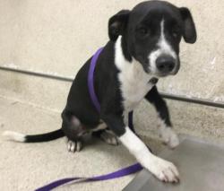 Shelter Stray Female Dog last seen Near BLOCK WIEHE AVE, RIVERSIDE CA 92506, 6851 Van Buren Boulevard, Jurupa Valley, CA 92509, USA
