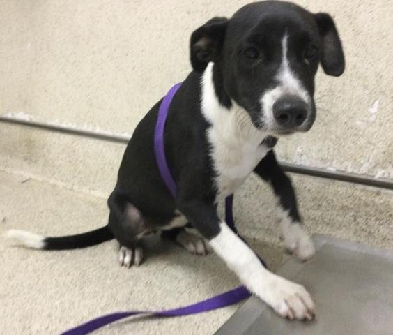 Shelter Stray Female Dog last seen Near BLOCK WIEHE AVE, RIVERSIDE CA 92506, 6851 Van Buren Boulevard, Jurupa Valley, CA 92509, USA