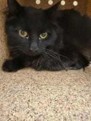 Shelter Stray Female Cat last seen Near BLOCK WILLARD WAY, RIVERSIDE CA 92504, 6851 Van Buren Boulevard, Jurupa Valley, CA 92509, USA