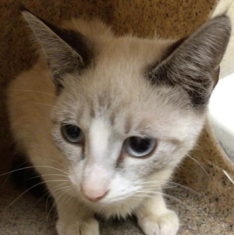 Shelter Stray Female Cat last seen Near BLOCK FORT DR, RIVERSIDE, CA, 6851 Van Buren Boulevard, Jurupa Valley, CA 92509, USA