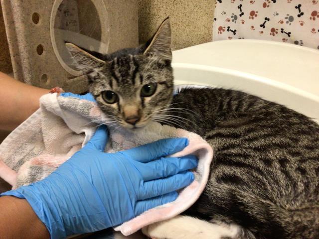 Shelter Stray Male Cat last seen Near BLOCK FORT DR, RIVERSIDE, CA, 6851 Van Buren Boulevard, Jurupa Valley, CA 92509, USA