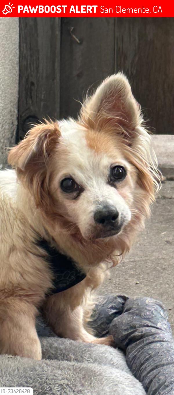 Lost Male Dog last seen Avenida Pico and El Camino Real, San Clemente, CA 92672
