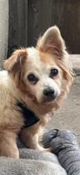 Lost Male Dog last seen Avenida Pico and El Camino Real, San Clemente, CA 92672